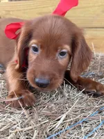 Reggie , a male Irish Setter for sale in Sawyer, OK – 6 of 7