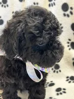 Max, a male Poodle - Toy  for sale in Sawyer, OK – Photo 4 of 4