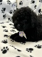 Max, a male Poodle - Toy  for sale in Sawyer, OK – Photo 2 of 4