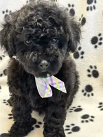 Max, a male Poodle - Toy  for sale in Sawyer, OK – Photo 3 of 4