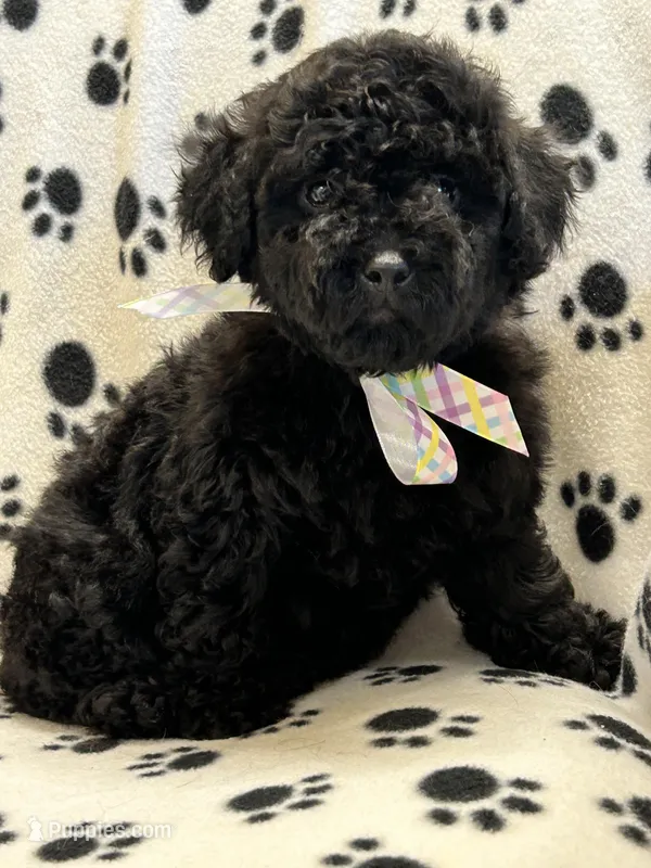 Max – Poodle - Toy  puppy for sale in Sawyer, OK
