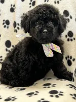 Max, a male Poodle - Toy  for sale in Sawyer, OK – Photo 1 of 4