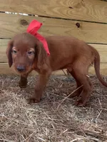 Reggie , a male Irish Setter for sale in Sawyer, OK – 2 of 7