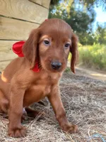 Reggie , a male Irish Setter for sale in Sawyer, OK – 5 of 7