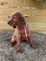 Roxie, a female Irish Setter for sale in Sawyer, OK – 8 of 9