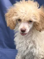 Jack, a male Poodle - Toy  for sale in Sawyer, OK – Photo 5 of 5