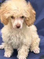 Jack, a male Poodle - Toy  for sale in Sawyer, OK – Photo 4 of 5
