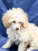 Jack, a male Poodle - Toy  for sale in Sawyer, OK – Photo 2 of 5