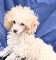 Jack, a male Poodle - Toy  for sale in Sawyer, OK – Photo 1 of 5