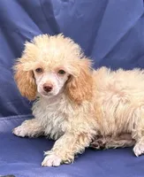 Jack, a male Poodle - Toy  for sale in Sawyer, OK – Photo 3 of 5