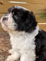 Cloe, a female Cavapoo and Cavalier King Charles Spaniel for sale in Sawyer, OK – 8 of 9