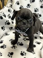 Patrick, a female Pug for sale in Sawyer, OK – 2 of 5