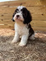 Mssy, a female Cavapoo and Cavalier King Charles Spaniel for sale in Sawyer, OK – 6 of 7
