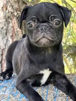 Polly, a female Pug for sale in Sawyer, OK – 3 of 8