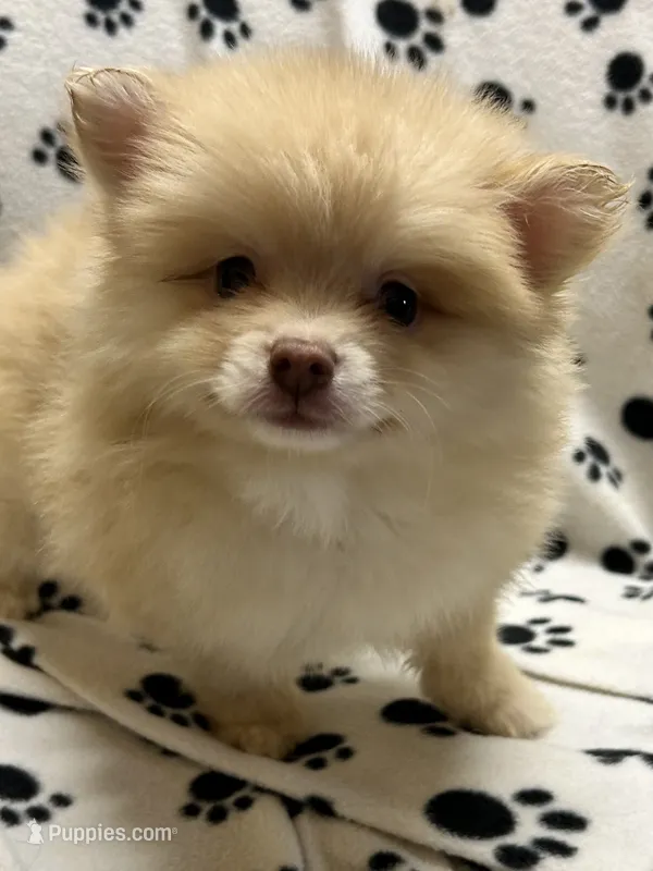 Conner – Pomeranian puppy for sale in Sawyer, OK