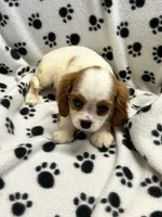 Jamie, a male Cavalier King Charles Spaniel for sale in Sawyer, OK – 9 of 10