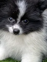KiKi, a female Pomeranian for sale in Sawyer, OK – 4 of 5