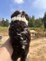 Cloe, a female Cavapoo and Cavalier King Charles Spaniel for sale in Sawyer, OK – 9 of 9