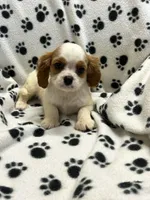 Jamie, a male Cavalier King Charles Spaniel for sale in Sawyer, OK – 4 of 10