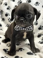 Patrick, a female Pug for sale in Sawyer, OK – 3 of 5