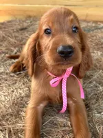 Roxie, a female Irish Setter for sale in Sawyer, OK – 2 of 9