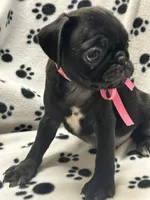 Polly, a female Pug for sale in Sawyer, OK – 3 of 5