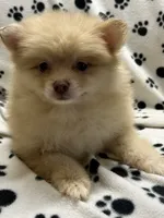 Conner, a male Pomeranian for sale in Sawyer, OK – 3 of 4