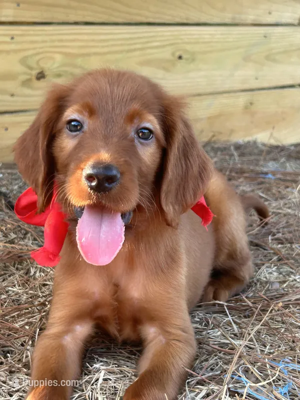 Reggie  – Irish Setter puppy for sale in Sawyer, OK