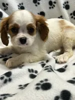 Jamie, a male Cavalier King Charles Spaniel for sale in Sawyer, OK – 8 of 10