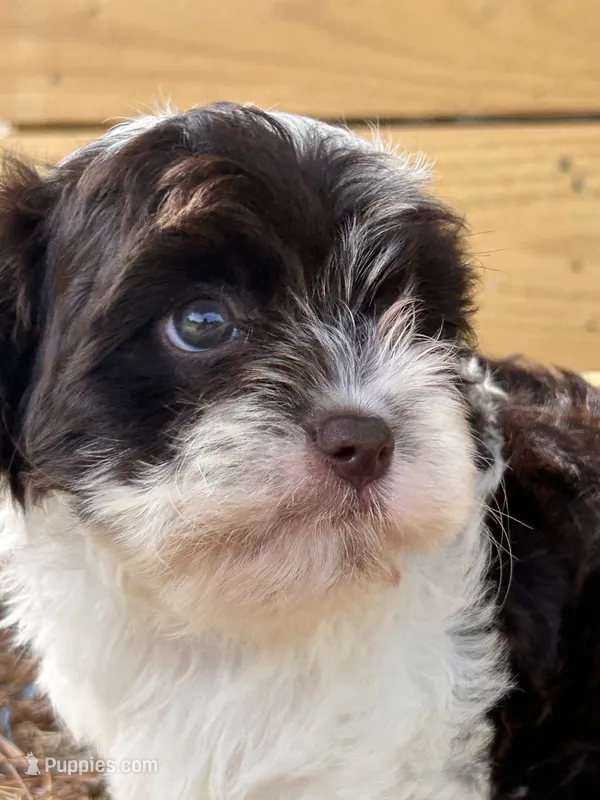 Cloe – Cavapoo, Cavalier King Charles Spaniel puppy for sale in Sawyer, OK