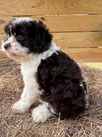 Cloe, a female Cavapoo and Cavalier King Charles Spaniel for sale in Sawyer, OK – 7 of 9
