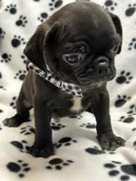 Patrick, a female Pug for sale in Sawyer, OK – 4 of 5