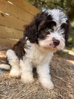 Mssy, a female Cavapoo and Cavalier King Charles Spaniel for sale in Sawyer, OK – 3 of 7