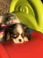 Sasha, a female Cavalier King Charles Spaniel for sale in Sawyer, OK – Photo 5 of 5