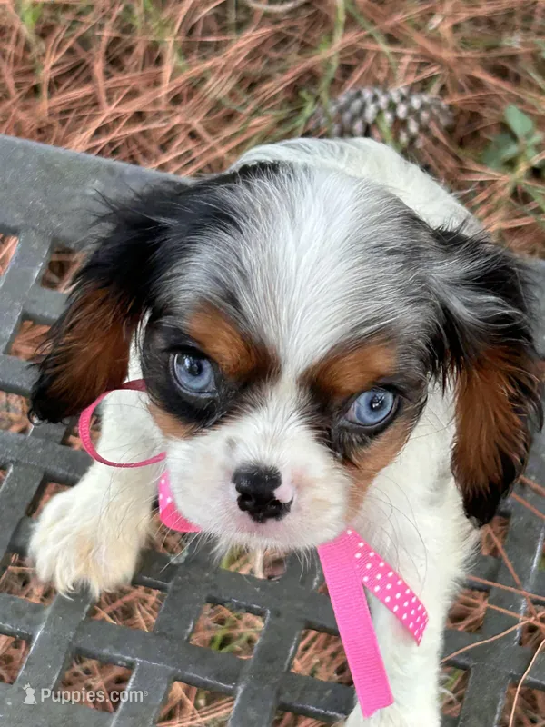 Sasha, a female Cavalier King Charles Spaniel for sale in Sawyer, OK – Photo 1 of 5