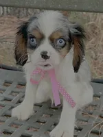 Sasha, a female Cavalier King Charles Spaniel for sale in Sawyer, OK – Photo 3 of 5