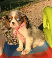 Sasha, a female Cavalier King Charles Spaniel for sale in Sawyer, OK – Photo 4 of 5