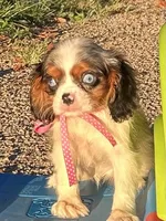 Sasha, a female Cavalier King Charles Spaniel for sale in Sawyer, OK – Photo 2 of 5