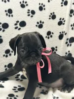 Polly, a female Pug for sale in Sawyer, OK – 4 of 5