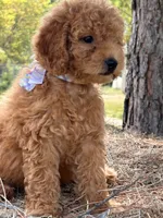 Bonnie, a female Miniature Goldendoodle for sale in Sawyer, OK – 4 of 6