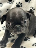 Polly, a female Pug for sale in Sawyer, OK – 2 of 5