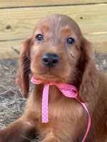Roxie, a female Irish Setter for sale in Sawyer, OK – 1 of 9