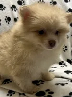 Conner, a male Pomeranian for sale in Sawyer, OK – 2 of 4