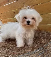 Percy, a male Maltese for sale in Sawyer, OK – 2 of 5