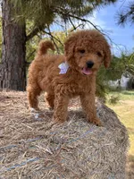 Bonnie, a female Miniature Goldendoodle for sale in Sawyer, OK – 6 of 6