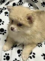 Conner, a male Pomeranian for sale in Sawyer, OK – 4 of 4