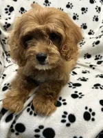 Bentley , a male Cavalier King Charles Spaniel for sale in Sawyer, OK – 5 of 5