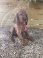 Roxie, a female Irish Setter for sale in Sawyer, OK – 5 of 9