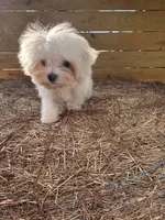 Percy, a male Maltese for sale in Sawyer, OK – 4 of 5