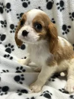 Jamie, a male Cavalier King Charles Spaniel for sale in Sawyer, OK – 2 of 10